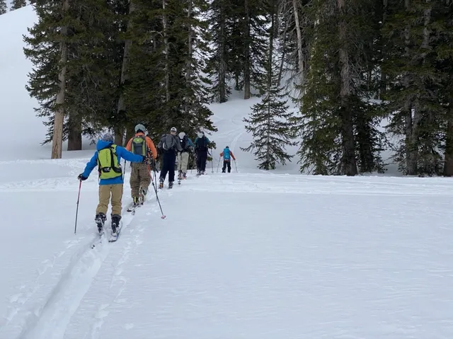Line of ski tourers climbing through the trees
