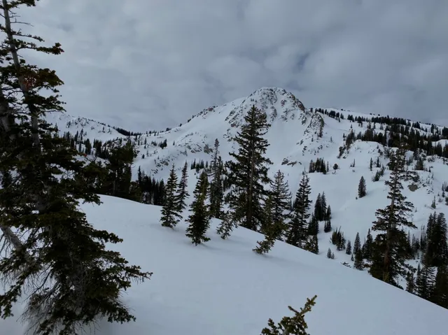 Snowy peak seen through evergreens from the ski tour