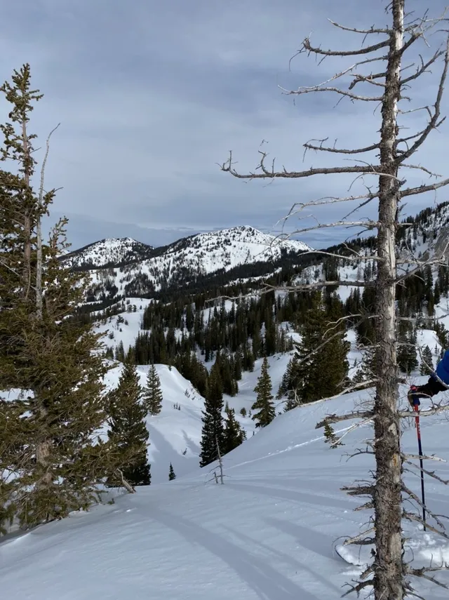 Bare dead tree on a ridge with snowy peaks in the distance